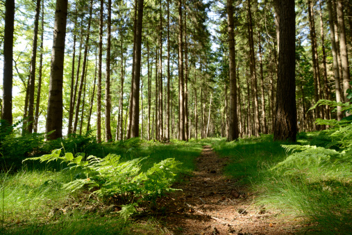 Culpabilité ressentie des mères : l’arbre qui cache la forêt